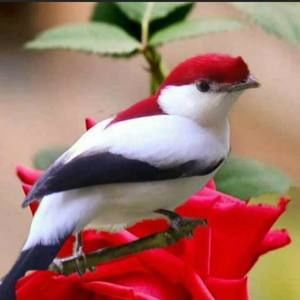 Meet your Posher, Dixie